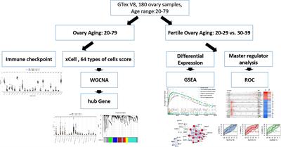 Transcriptome Analysis Reveals the Mechanism of Natural Ovarian Ageing